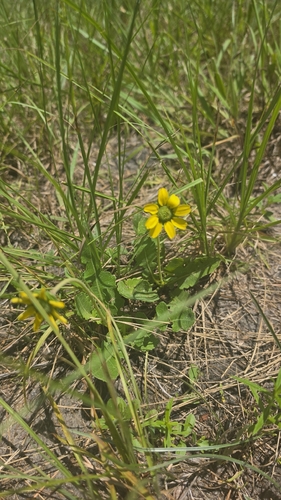 Berlandiera subacaulis, photograph 2