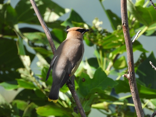 Cedar Waxwing