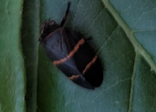 Two-lined Spittlebug