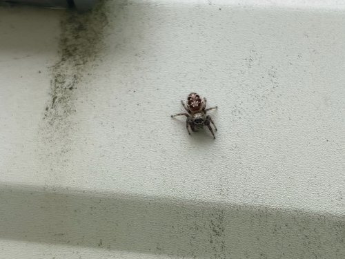 Bronze Jumping Spider