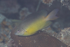 Pomacentrus amboinensis