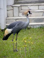 Balearica regulorum gibbericeps
