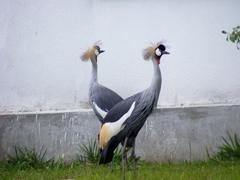Balearica regulorum gibbericeps