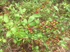 Vaccinium virgatum