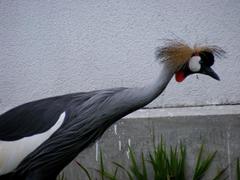 Balearica regulorum gibbericeps