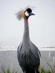 Balearica regulorum gibbericeps