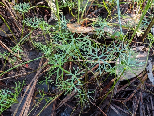 Ranunculus inundatus
