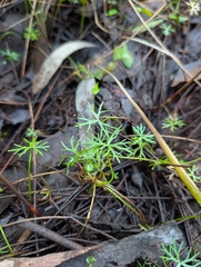(c) Jeff Harbrow, some rights reserved (CC BY) Ranunculus inundatus, photograph (c) Jeff Harbrow, some rights reserved (CC BY)