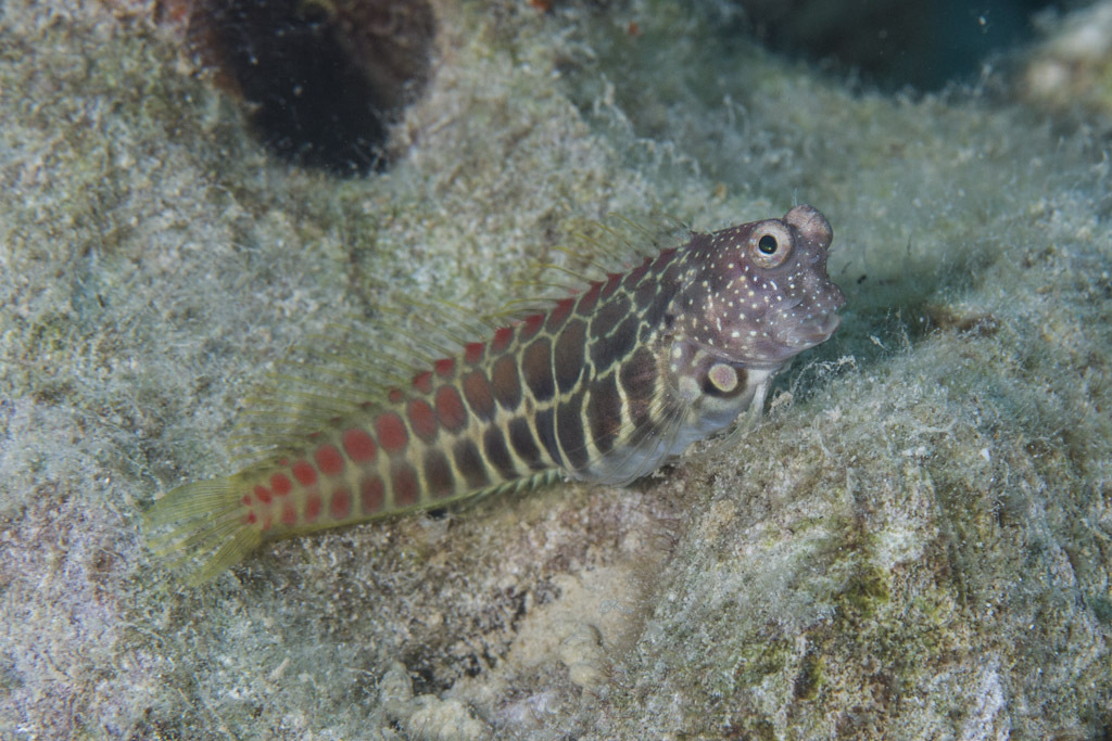 Segmented blenny (Salarias segmentatus) — Blenniidae