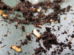 Otiorhynchus sulcatus