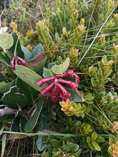 Macleania rupestris, photograph 5