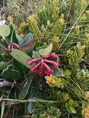 Macleania rupestris, photograph author not stated, no rights reserved