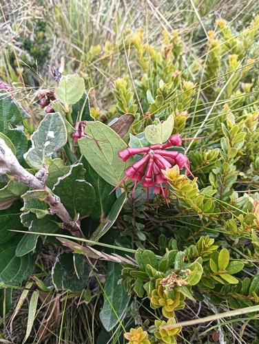 Macleania rupestris, photograph 6