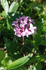 Daphne striata