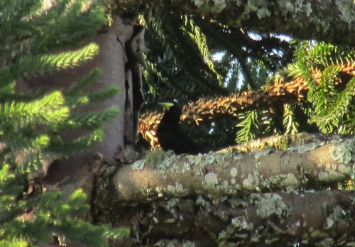 Red-rumped Cacique