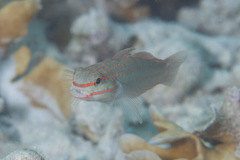 Amblygobius decussatus