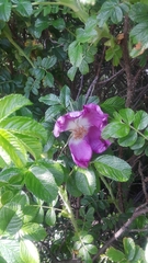 Rosa rugosa