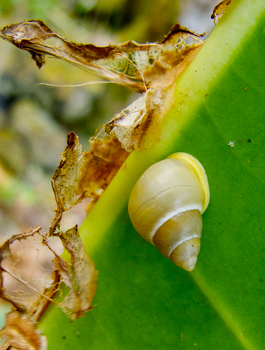 Partula gibba observed 2013-06-24
