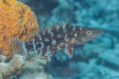 Oxycheilinus celebicus