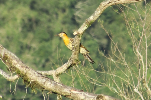 Campo Flicker