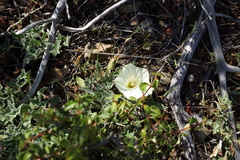 Calystegia collina oxyphylla