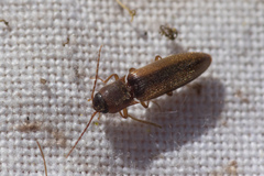 Dalopius marginatus