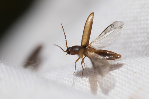 margined click beetle, photo 3 of 10