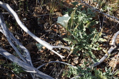 Calystegia collina oxyphylla