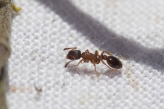 Leptothorax acervorum