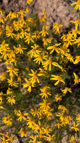 Chrysactinia mexicana, 2026-08-14