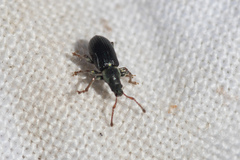 Phyllobius viridicollis