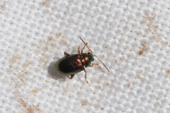 Crepidodera fulvicornis