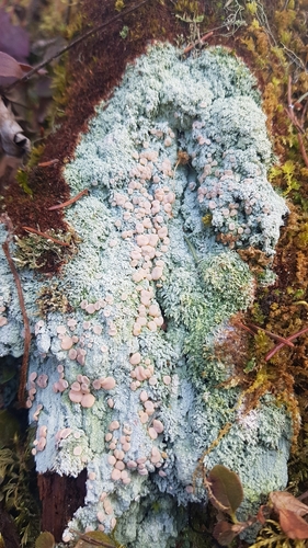 Candy Lichen