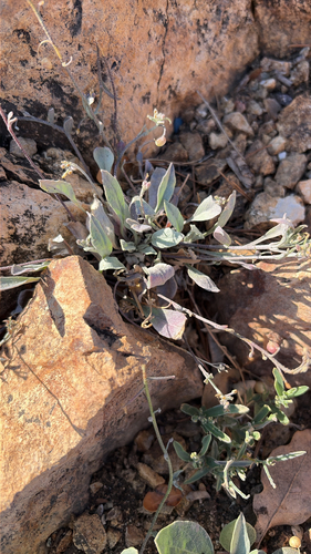 white bladderpod