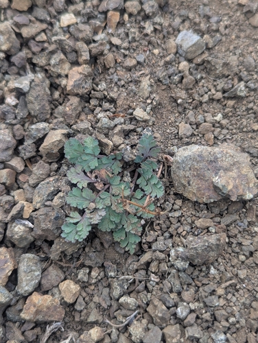Lomatium martindalei, photograph 6