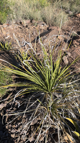 Foothill Beargrass