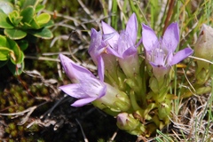 Gentianella rhaetica