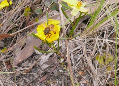 Western Honey Bee
