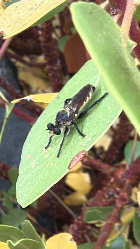 iNaturalist observation photo of Bee-mimic Robber Flies