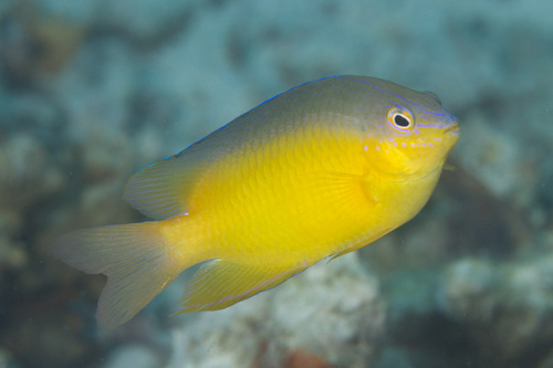 Blueback Damselfish (Pomacentrus simsiang) · iNaturalist