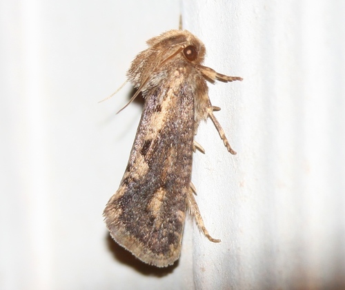 Acrolophus popeanella Clemens, 1859