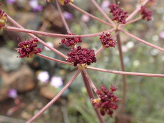Lomatium marginatum purpureum
