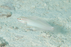 Amblygobius decussatus