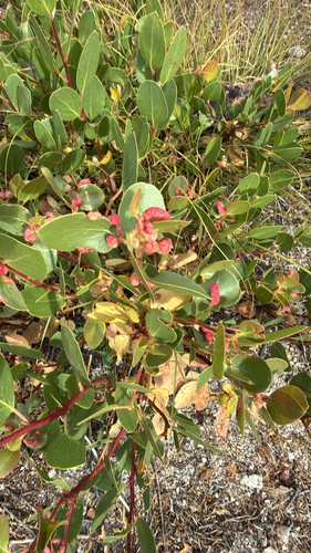 iNaturalist observation photo of Manzanita Leafgall Aphid
