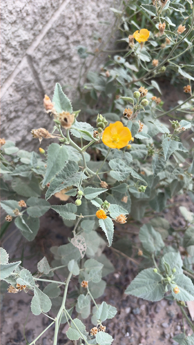 Yellow Indian Mallow