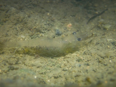 Leptocarpus potamiscus