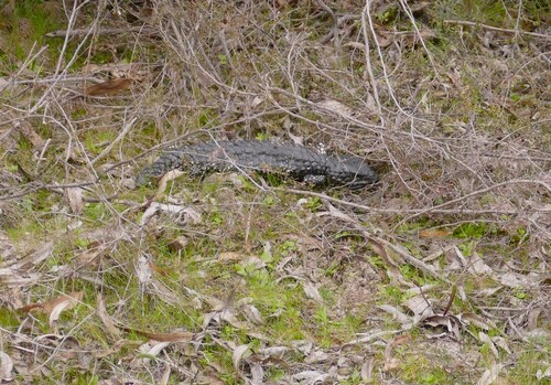 Shingleback