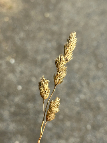 orchard grass