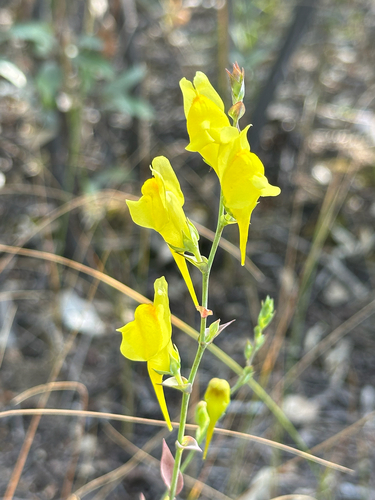 Balkan toadflax