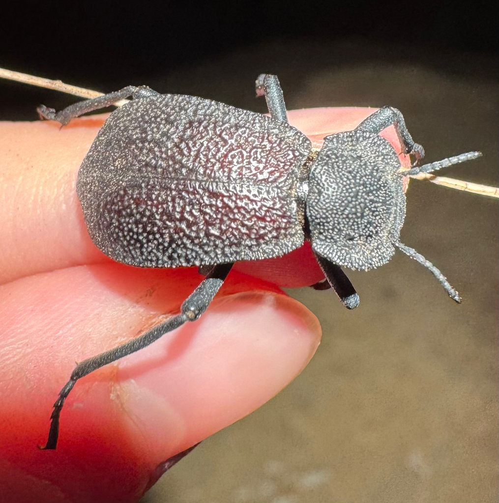 Stenomorpha marginata